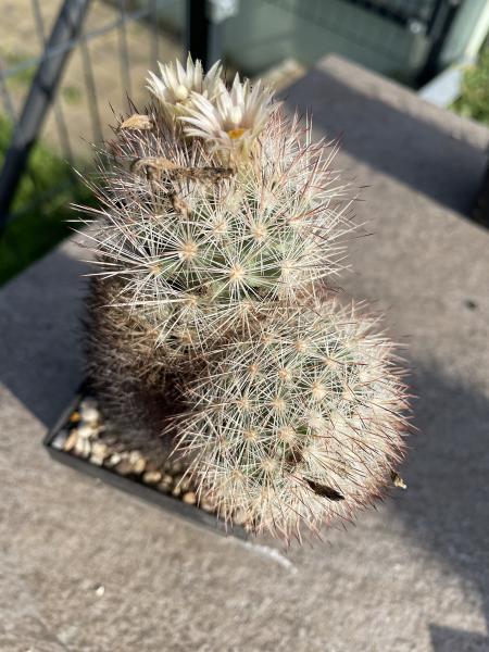 Escobaria lloydii